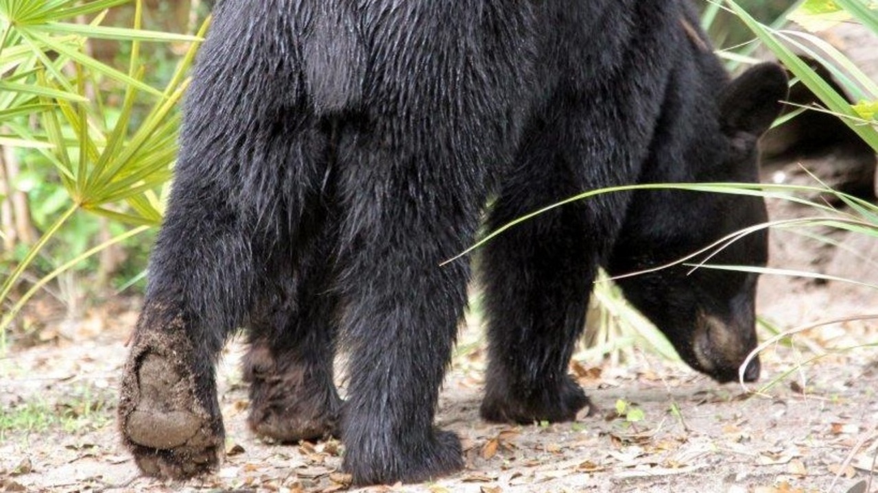 Jacksonville Zoo to debut new black bear